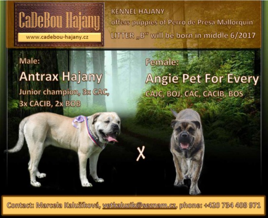 Perro de Presa Mallorquin - Cadebou